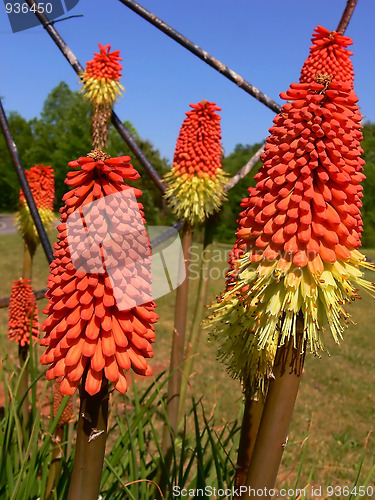 Image of A beautiful flower  