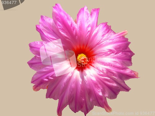 Image of Blooming cactus  