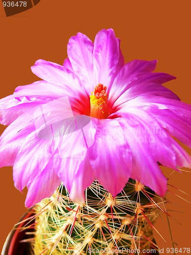 Image of Blooming cactus 