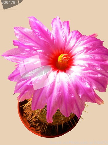 Image of Blooming cactus  