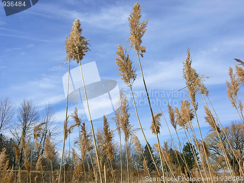 Image of High grass  