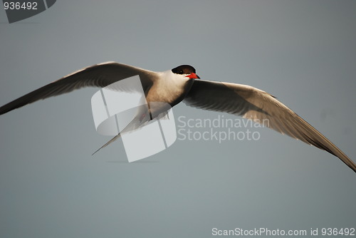 Image of Common tern - Sterna hirundo