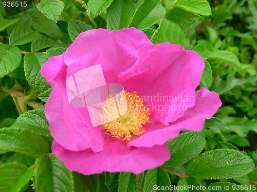 Image of Wild rose  