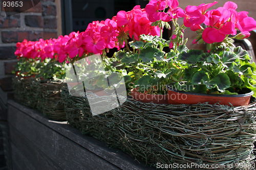 Image of Pink flower pots