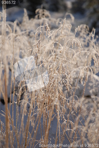 Image of Frozen Straw