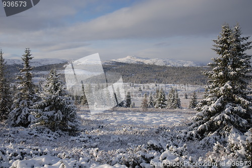 Image of Early Snow
