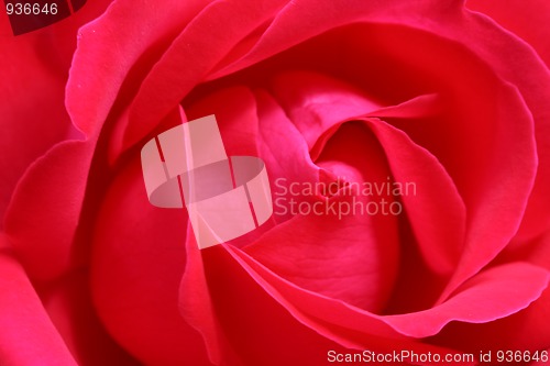 Image of Rose close-up