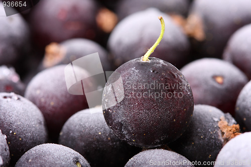 Image of Black currant