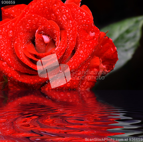 Image of Red rose with water droplets