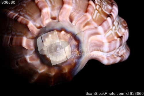 Image of Sea shell