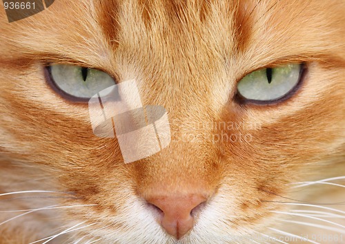 Image of Cat eyes