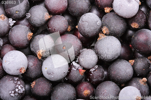 Image of Black currant