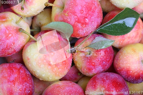 Image of Paradise apples