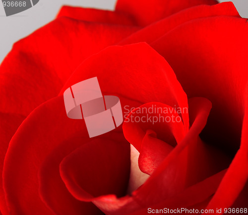 Image of Red rose