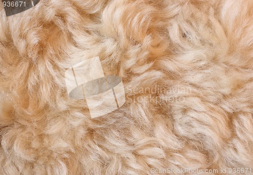 Image of Fur background