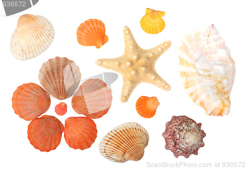 Image of Seashells