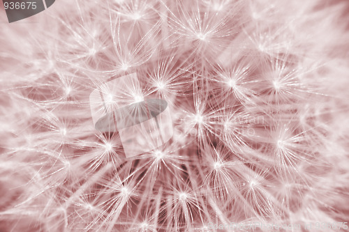 Image of Retro dandelion