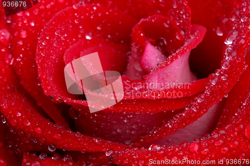 Image of Rose