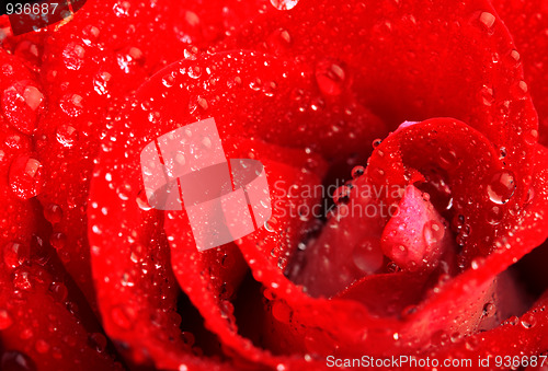 Image of Red rose with water droplets