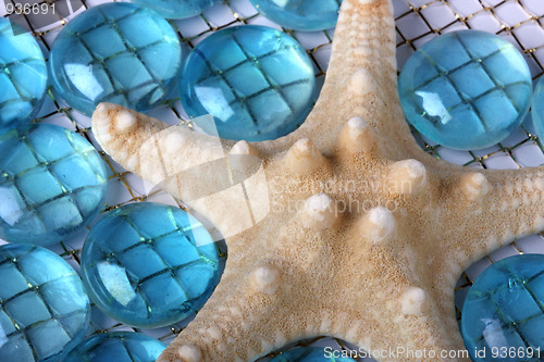 Image of Starfish close-up