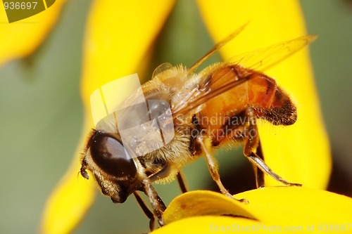 Image of Hoverfly