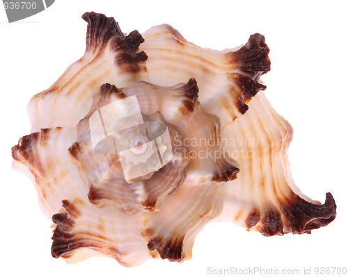 Image of Seashell isolated 