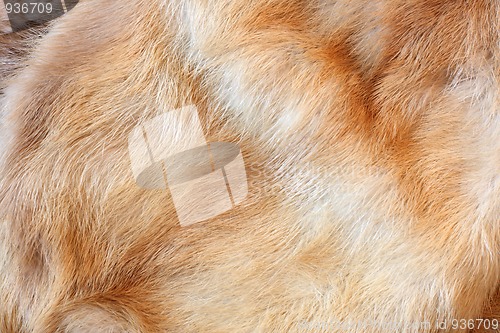 Image of Fur background