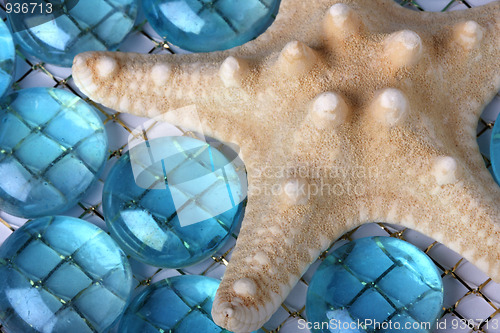 Image of Starfish close-up