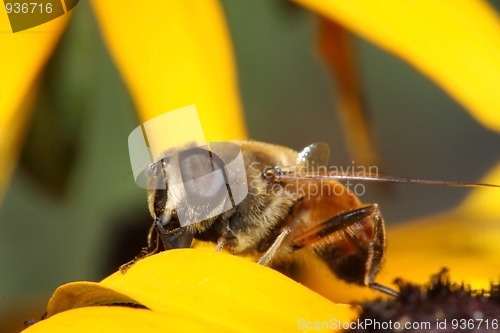 Image of Hoverfly