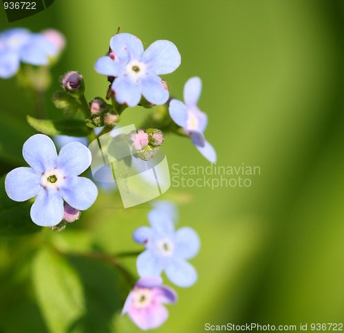 Image of Spring flowers