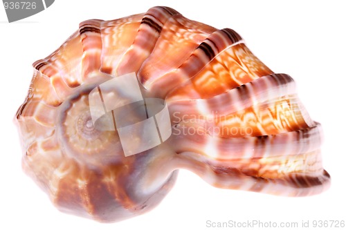 Image of Seashell isolated