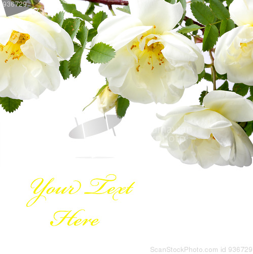 Image of White roses