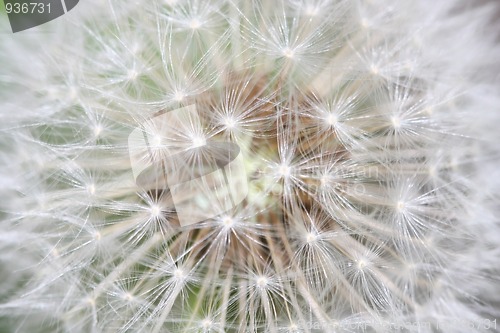 Image of Dandelion close-up