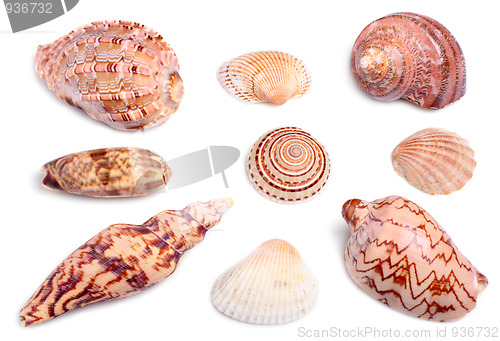 Image of Seashells