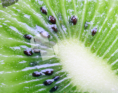 Image of Kiwi close-up