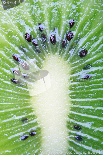 Image of Kiwi close-up