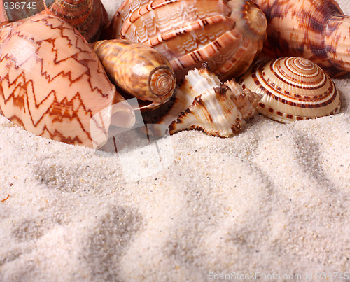 Image of Seashells on the sand