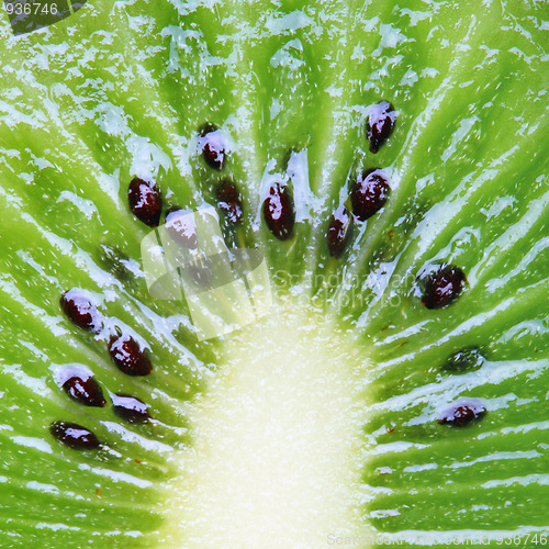 Image of Kiwi close-up