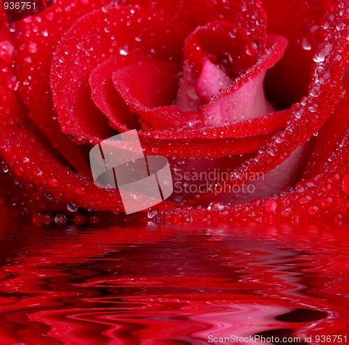 Image of Rose in water