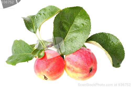 Image of paradise apples isolated
