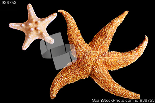 Image of Two starfishes