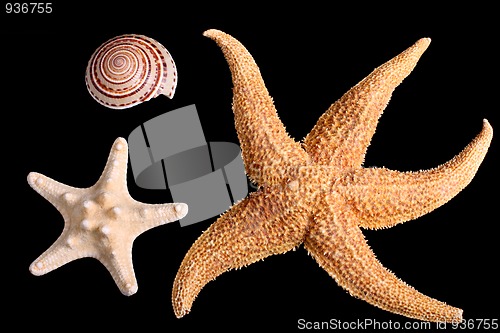 Image of Starfishes and seashell