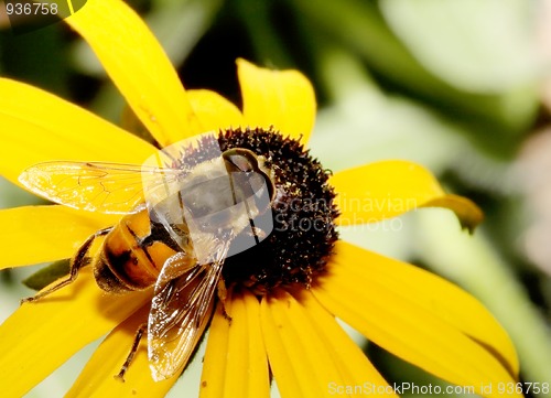 Image of Hoverfly