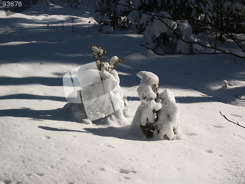 Image of Winter forest