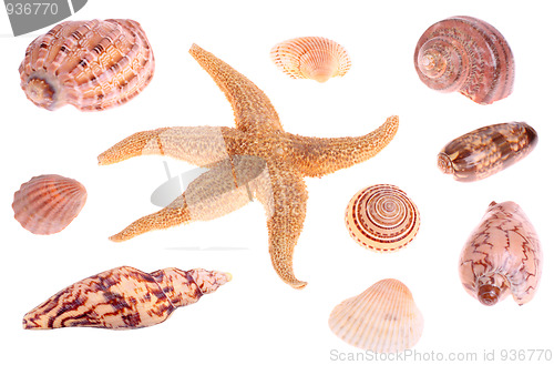 Image of Seashells and starfish