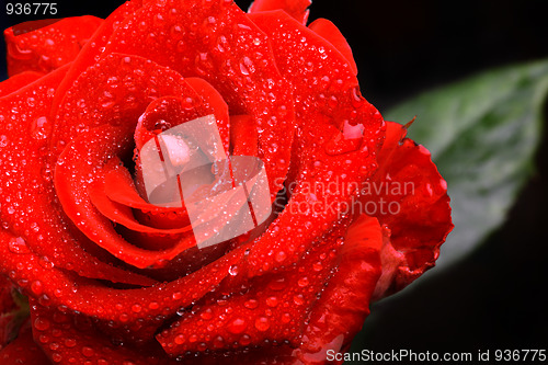 Image of Red rose with water droplets