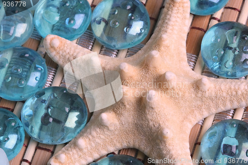 Image of Starfish close-up