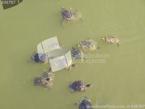 Image of Turtle