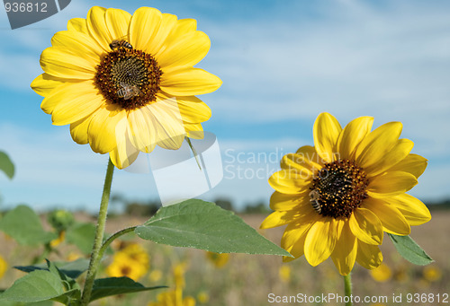 Image of bees and sunflowers