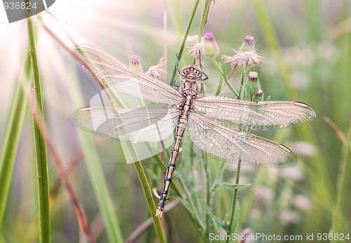 Image of dragonfly waiting for the sun